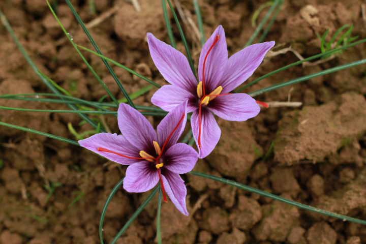 50 bulbes de crocus sativus BIO, calibres 8 à 10