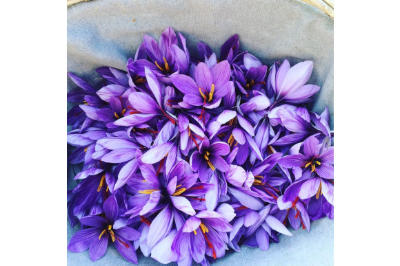 Fleurs de crocus sativus congelées
