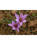 10 bulbes de crocus sativus BIO, calibres 8 à 10